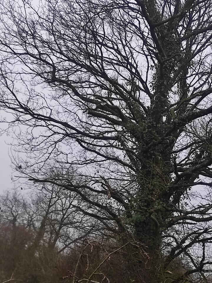 Coupes fraîches sur l'arbre : les branches au contact ont été démontées
