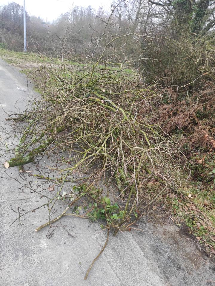 Branchages coupés rassemblés en bord de voie pour évacuation